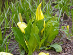 Skunk Cabbage