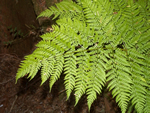Spiny Wood Fern