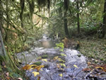 Rains Forest Stream