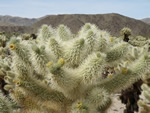 Teddy Bear Cholla