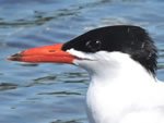 Caspian Tern