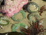 Tidal Pool