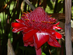 Torch Ginger