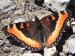 Milbert's Tortoiseshell