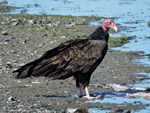 Turkey Vulture