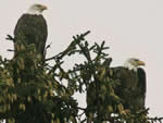 Bald Eagles
