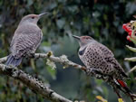 Two Flickers