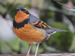 Varied Thrush