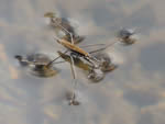 Water Strider