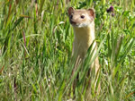 Long-tailed Weasel