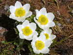 Western Anemones