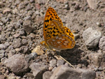 Western Meadow Fritillary