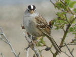 White-crowned Sparrow