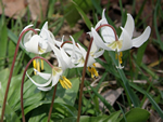 White Fawn Lilies