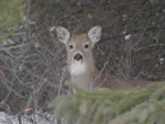 White-tailed Deer