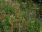 Wildflowers