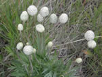 Windflower