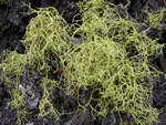 Wolf Lichen