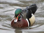 Wood Duck