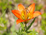 Wood Lily