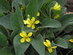 Yellow Montane Violet