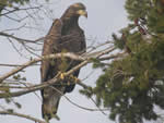 Juvenile Bald Eagel