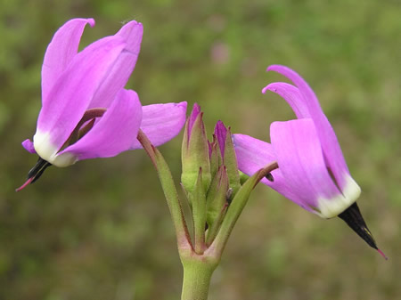 Tall Mountain Shooting Star
