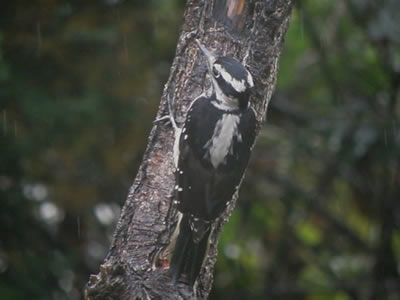 Female Hairy Woodpecker