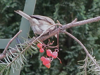 Junco and berries