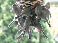Bushtits