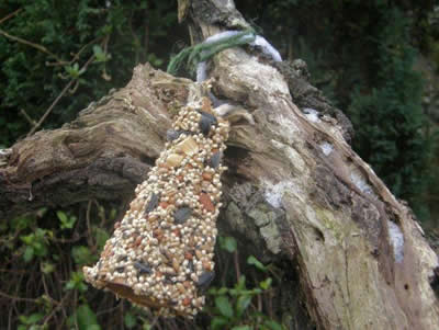 Seed-covered cone hung from a log