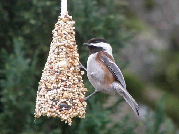 Chestnut-backed Chickadee