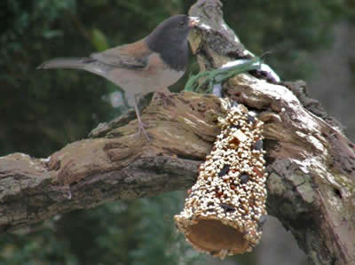 Dark-eyed Junco