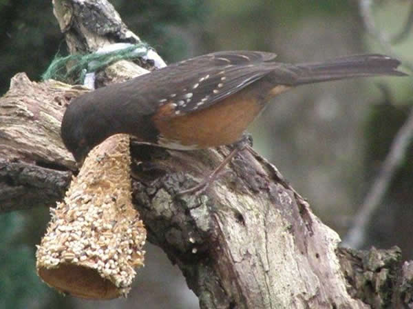 Spotted Towhee