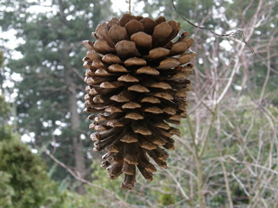 Pine cone feeder
