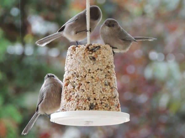 Bushtits and birdseed bell