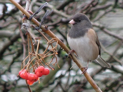 Dark-eyed Junco