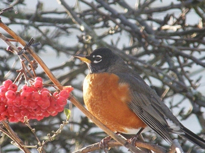 American Robin