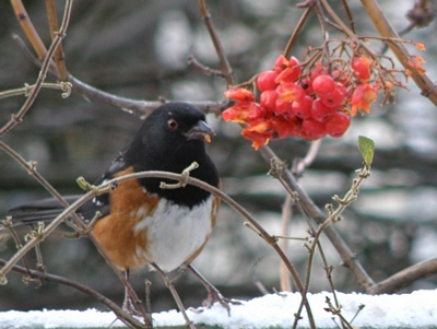 Spotted Towhee