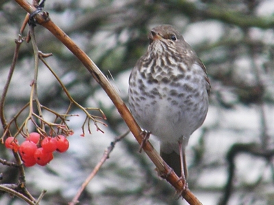 Hermit Thrush