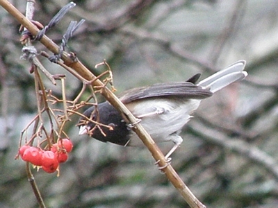 Dark-eyed Junco