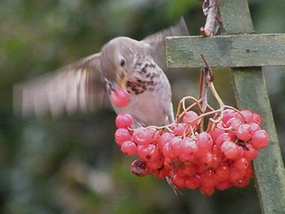 Hermit Thrush