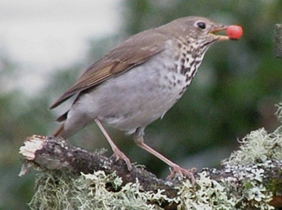 Hermit Thrush