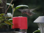 Easy Homemade Hummingbird Feeder