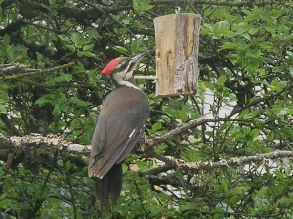 Pileated Woodpecker