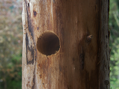 Log feeder