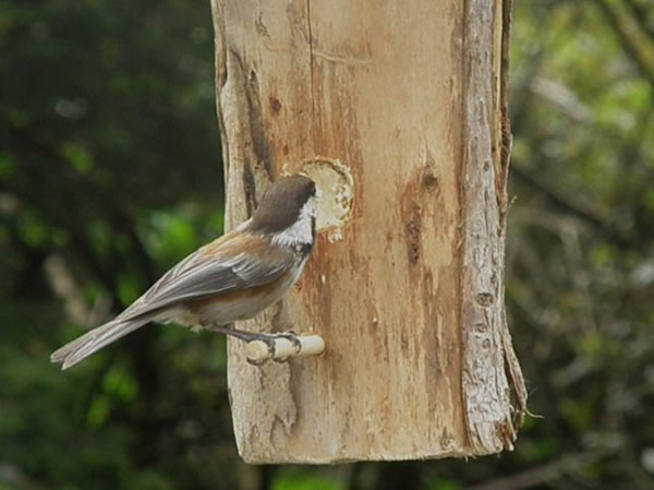 Chestnut-backed Chickadee