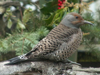 Northern Flicker rest on the log