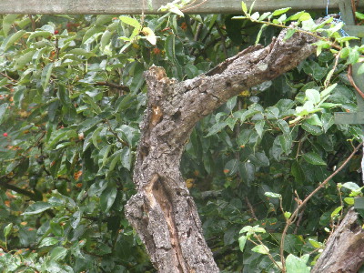 A secured branch prop