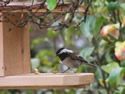 Feeder for Berries, Jam, Nuts and Seeds